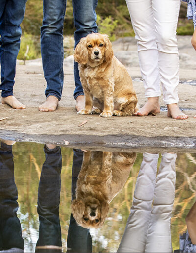dogs with family